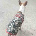 Kabaddi player Brijesh Solanki dies of rabies weeks after puppy he rescued bit him